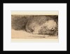 Sleeping Puppy, c. 1640 by Rembrandt van Rijn