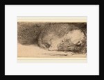 Sleeping Puppy, c. 1640 by Rembrandt van Rijn