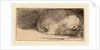 Sleeping Puppy, c. 1640 by Rembrandt van Rijn