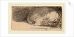 Sleeping Puppy, c. 1640 by Rembrandt van Rijn