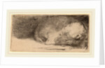 Sleeping Puppy, c. 1640 by Rembrandt van Rijn