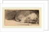 Sleeping Puppy, c. 1640 by Rembrandt van Rijn