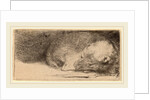 Sleeping Puppy, c. 1640 by Rembrandt van Rijn