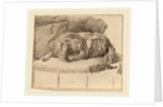 Lying Dog, 1777 by Cornelis Ploos van Amstel and Cornelis Brouwer
