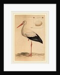 The White Stork by Jan Christiaan Sepp