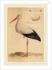 The White Stork by Jan Christiaan Sepp
