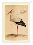 The White Stork by Jan Christiaan Sepp
