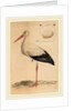 The White Stork by Jan Christiaan Sepp