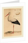 The White Stork by Jan Christiaan Sepp