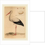 The White Stork by Jan Christiaan Sepp