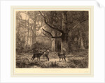 Forêt de Fontainebleau, Swiss by Karl Bodmer