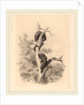 Les ours, Swiss by Karl Bodmer