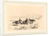 Oies bernacles, Swiss by Karl Bodmer