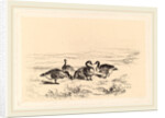 Oies bernacles, Swiss by Karl Bodmer
