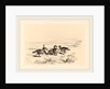 Oies bernacles, Swiss by Karl Bodmer