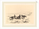 Oies bernacles, Swiss by Karl Bodmer