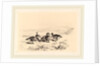 Oies bernacles, Swiss by Karl Bodmer