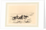 Oies bernacles, Swiss by Karl Bodmer