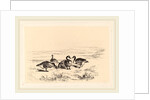 Oies bernacles, Swiss by Karl Bodmer