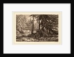 Essais de gravure à l'eau forte par Alexandre Calame, III, pl. 16 by Alexandre Calame