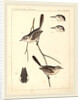 Birds-U.S.P.R.R. Exp. & Surveys, 35th Parallel by Anonymous