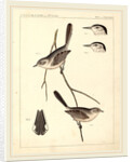 Birds-U.S.P.R.R. Exp. & Surveys, 35th Parallel by Anonymous