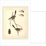 Birds-U.S.P.R.R. Exp. & Surveys, 35th Parallel by Anonymous