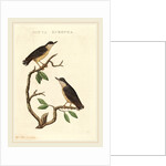 Sitta europea by Anonymous