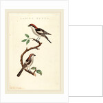 Lanius rufus by Anonymous