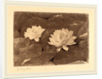 Waterlilies by John Henry Hill