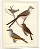 Swallow-tailed Flycatcher, Arkansas Flycatcher, Say's Flycatcher, and Female Golden-crested Wren by Alexander Lawson