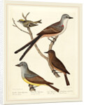Swallow-tailed Flycatcher, Arkansas Flycatcher, Say's Flycatcher, and Female Golden-crested Wren by Alexander Lawson