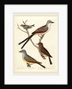 Swallow-tailed Flycatcher, Arkansas Flycatcher, Say's Flycatcher, and Female Golden-crested Wren by Alexander Lawson