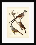 Swallow-tailed Flycatcher, Arkansas Flycatcher, Say's Flycatcher, and Female Golden-crested Wren by Alexander Lawson