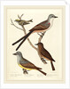 Swallow-tailed Flycatcher, Arkansas Flycatcher, Say's Flycatcher, and Female Golden-crested Wren by Alexander Lawson