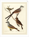 Swallow-tailed Flycatcher, Arkansas Flycatcher, Say's Flycatcher, and Female Golden-crested Wren by Alexander Lawson