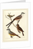 Swallow-tailed Flycatcher, Arkansas Flycatcher, Say's Flycatcher, and Female Golden-crested Wren by Alexander Lawson