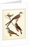 Swallow-tailed Flycatcher, Arkansas Flycatcher, Say's Flycatcher, and Female Golden-crested Wren by Alexander Lawson
