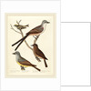 Swallow-tailed Flycatcher, Arkansas Flycatcher, Say's Flycatcher, and Female Golden-crested Wren by Alexander Lawson