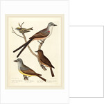 Swallow-tailed Flycatcher, Arkansas Flycatcher, Say's Flycatcher, and Female Golden-crested Wren by Alexander Lawson