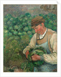 The Gardener-Old Peasant with Cabbage by Camille Pissarro