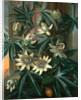 Blue Passion Flower, for the 'Temple of Flora' by Robert Thornton by Philip Reinagle