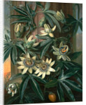 Blue Passion Flower, for the 'Temple of Flora' by Robert Thornton by Philip Reinagle
