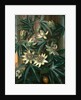 Blue Passion Flower, for the 'Temple of Flora' by Robert Thornton by Philip Reinagle