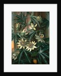 Blue Passion Flower, for the 'Temple of Flora' by Robert Thornton by Philip Reinagle