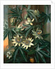 Blue Passion Flower, for the 'Temple of Flora' by Robert Thornton by Philip Reinagle