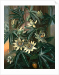 Blue Passion Flower, for the 'Temple of Flora' by Robert Thornton by Philip Reinagle