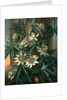 Blue Passion Flower, for the 'Temple of Flora' by Robert Thornton by Philip Reinagle