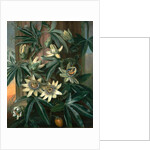 Blue Passion Flower, for the 'Temple of Flora' by Robert Thornton by Philip Reinagle