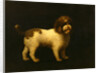 Water Spaniel by George Stubbs